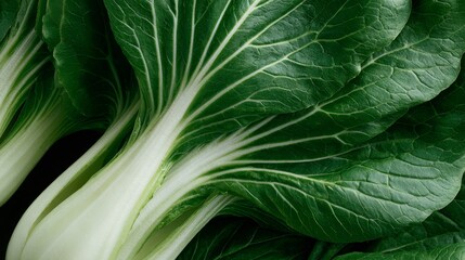 Bok choy leaf with white stems