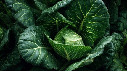 Obraz premium Collard greens with deep green texture