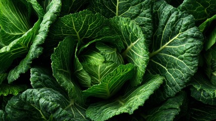 Fototapeta premium Collard greens with deep green texture