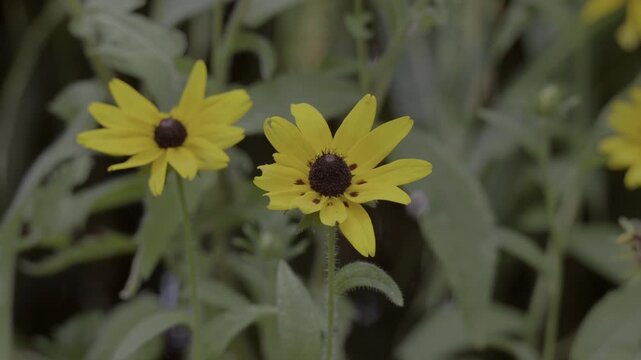 Golden rudbeckia moving in the wind