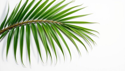 Obraz premium palm leaf with roots showing rendered as a minimalist botanical art on white, with negative space.