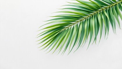 Obraz premium palm leaf floating above white space rendered as a expressive watercolor on white, with negative space.