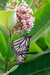 monarch butterfly on milkweed