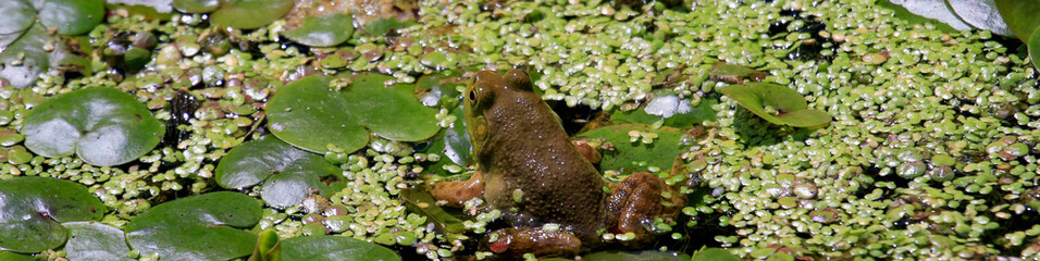 a frog resting on duckweed and amazon frogbit plants 
