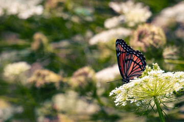 Monarch butterfly beginning fall migration feeding on wildflowers