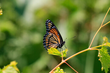 butterfly on a flower