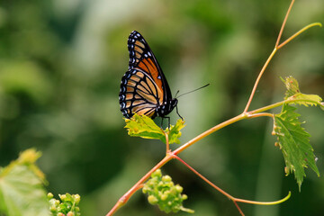 butterfly on a flower