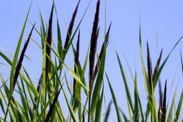 Fototapeta premium grass and sky