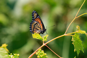 butterfly on a flower