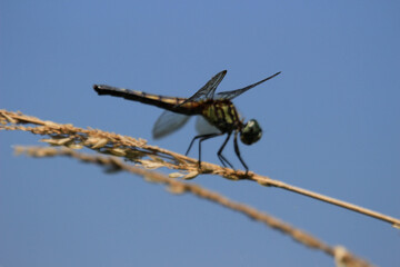 dragon fly perched on a piece of grass in ontario canada