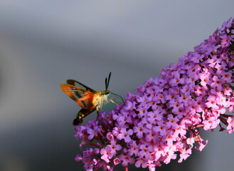 Hemaris thysbe hummingbird clearwing moth feeding on butterfly bush Buddleja in Ontario Canada