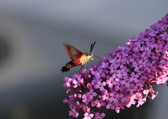 Hemaris thysbe hummingbird clearwing moth feeding on butterfly bush Buddleja in Ontario Canada