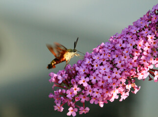 Hemaris thysbe hummingbird clearwing moth feeding on butterfly bush Buddleja in Ontario Canada