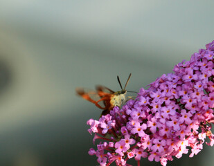 Hemaris thysbe hummingbird clearwing moth feeding on butterfly bush Buddleja in Ontario Canada
