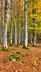 Fototapeta premium Autumn forest with vibrant foliage