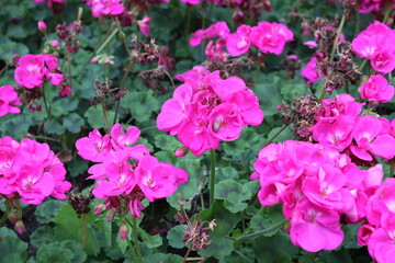 Pink geraniums