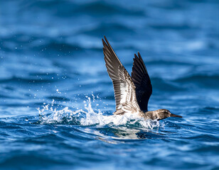Obraz premium Shorebird taking off from deep blue water, creating a vibrant splash. Dynamic wildlife in action, showcasing natural beauty and freedom.