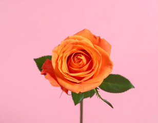 Fototapeta premium Single vibrant orange rose with green leaves on a pastel pink background, ideal for themes of love, beauty, and romance.