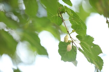 Tree branch with unripe mulberries and green leaves outdoors, closeup