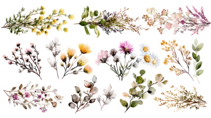Wild Field Herbs Flowers Watercolor Floral Collection on Transparent Background