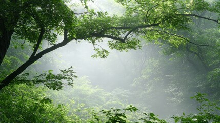 Enchanting forest landscape with lush foliage and ethereal mist creating serene atmosphere