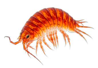 Close-up view of a vibrant orange-red isopod, showcasing its segmented body and intricate details against a stark black backdrop.