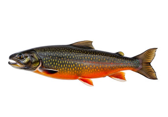 Fototapeta premium A striking, full profile view of a colorful, speckled lake trout against a pure black background, highlighting its intricate patterns and vibrant hues.