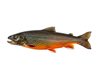 Obraz premium A detailed profile view of a speckled trout, showcasing its vibrant orange and dark gray hues against a stark black background.