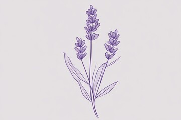 Spanish Lavender,ornamental shrub,purple bloom,fragrant plant.A stylized line art illustration of a Spanish lavender flower, with a minimalistic and elegant design, using bold outlines