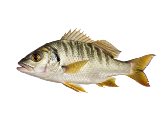 A profile view of a fish, showcasing its detailed scales, fins, and body.