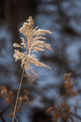 Golden Reed Flowering Head in Winter Sunlight, Korea