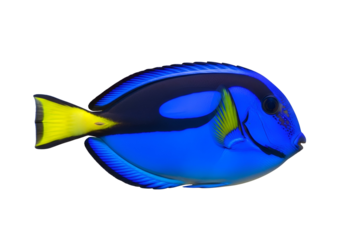 A vibrant blue tang fish, detailed profile, with striking yellow accents, is displayed against a stark black background.