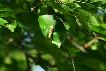 桜の葉の虫こぶ