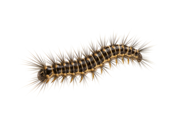 Close-up view of a spiny caterpillar, exhibiting intricate patterns and detailed spines against a black backdrop.