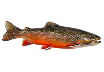 A detailed  shot of a speckled trout, showcasing its vibrant colors and intricate patterns against a dark background.