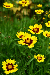 夏の庭に咲くコレオプシス