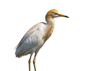 Obraz premium A profile view of a beautiful egret, showcasing its elegant plumage and sharp beak against a stark black backdrop.