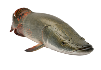 Striking close-up of an arapaima fish, showcasing its intricate, textured scales and vibrant coloration against a stark black background.