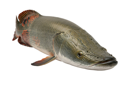 Striking close-up of an arapaima fish, showcasing its intricate, textured scales and vibrant coloration against a stark black background.