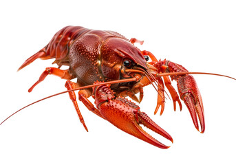 Close-up of a vibrant red crayfish, showcasing detailed textures and sharp definition against a black background.