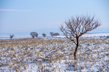 Winter field and a single tree