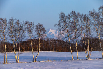 Birch forest and Mount Shari in winter