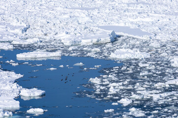 Floating ice flocks flowing through the Sea of Okhotsk © 多田 智