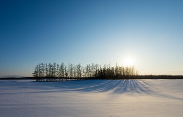 A forest reflecting shadows on the snowy field