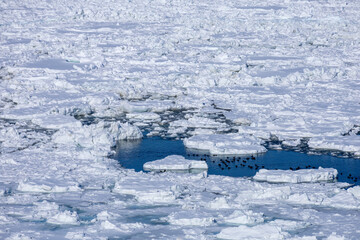Floating ice flocks filling the Sea of Okhotsk © 多田 智