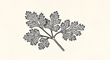 Detailed botanical illustration of parsley leaves, featuring intricate line work against a soft background