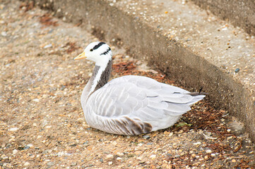 gray and white goose