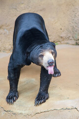 Malayan sun bear walking