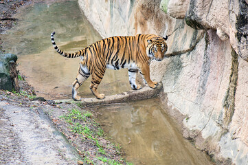 tiger in the zoo
