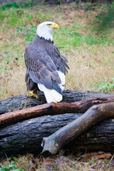 american bald eagle